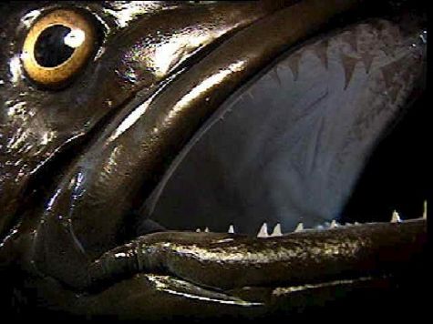 patagonian_toothfish.jpg